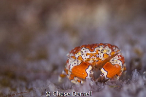 "Clownin"
A Gaudy Clown Crab stays out in the open for a... by Chase Darnell 